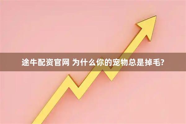 途牛配资官网 为什么你的宠物总是掉毛?